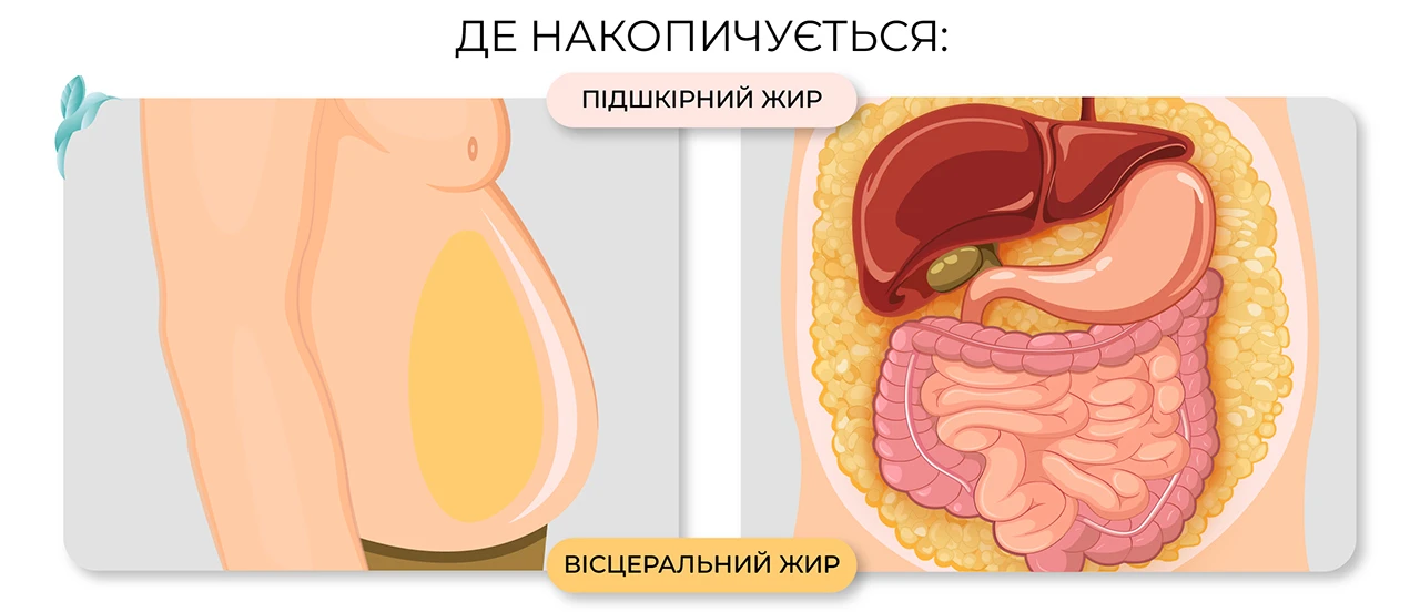 Де накопичується підшкірний та вісцелярний жир ілюстрація